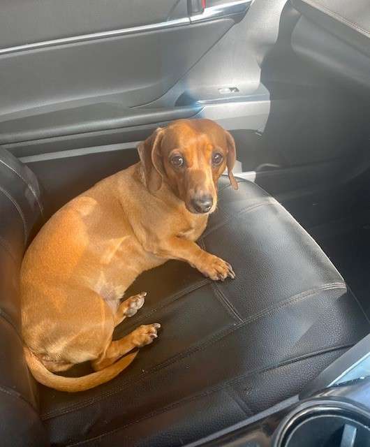 Jazz the dog sitting in the front seat of our pet-friendly Toyota Camry Hybrid